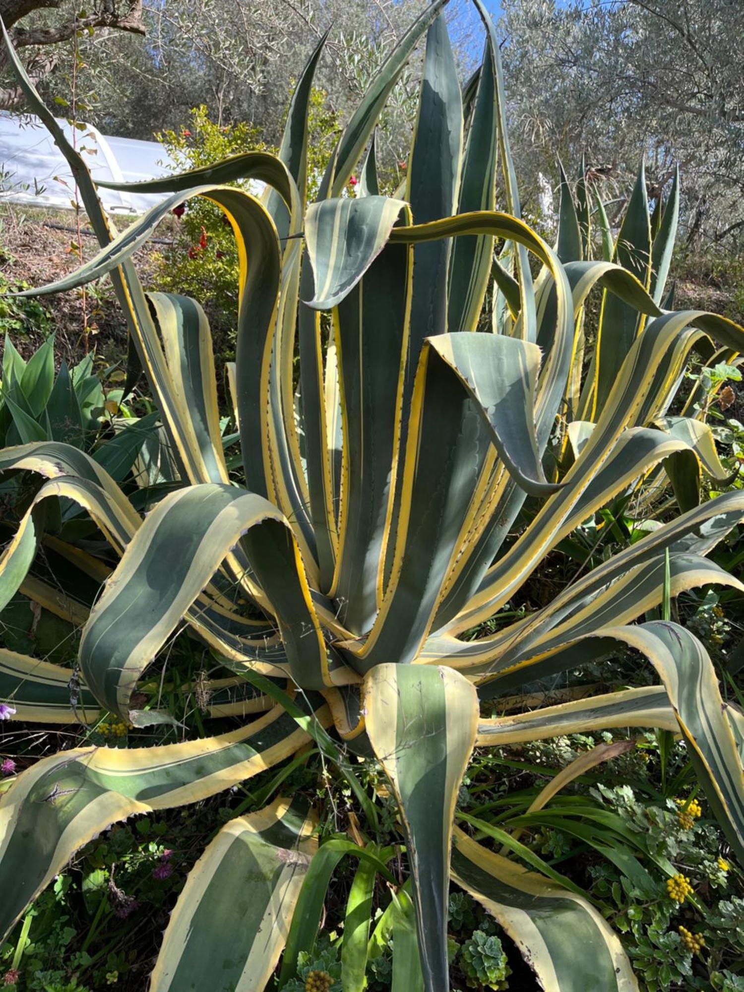 Cortijo Alhijra Big Yourte